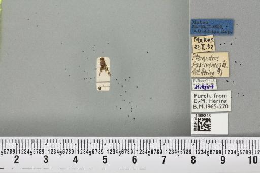 Ceratitis (Pterandrus) rosa Karsch, 1887 - BMNHE_1466318_26887