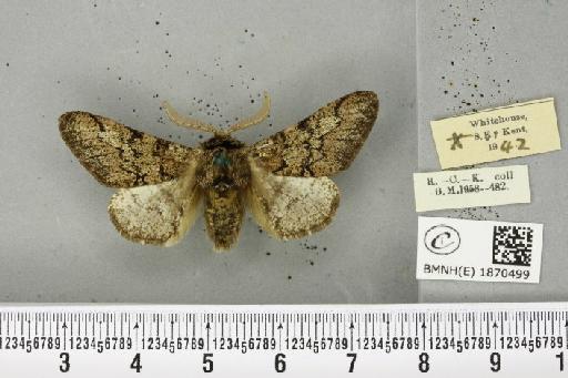 Biston strataria ab. robiniaria Frings, 1898 - BMNHE_1870499_461120