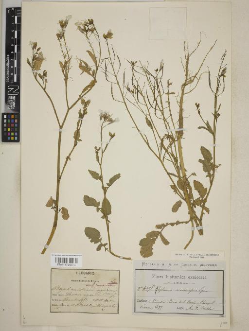 Raphanus raphinastrum subsp. microcarpus (Lange) Thell. - BM013729012