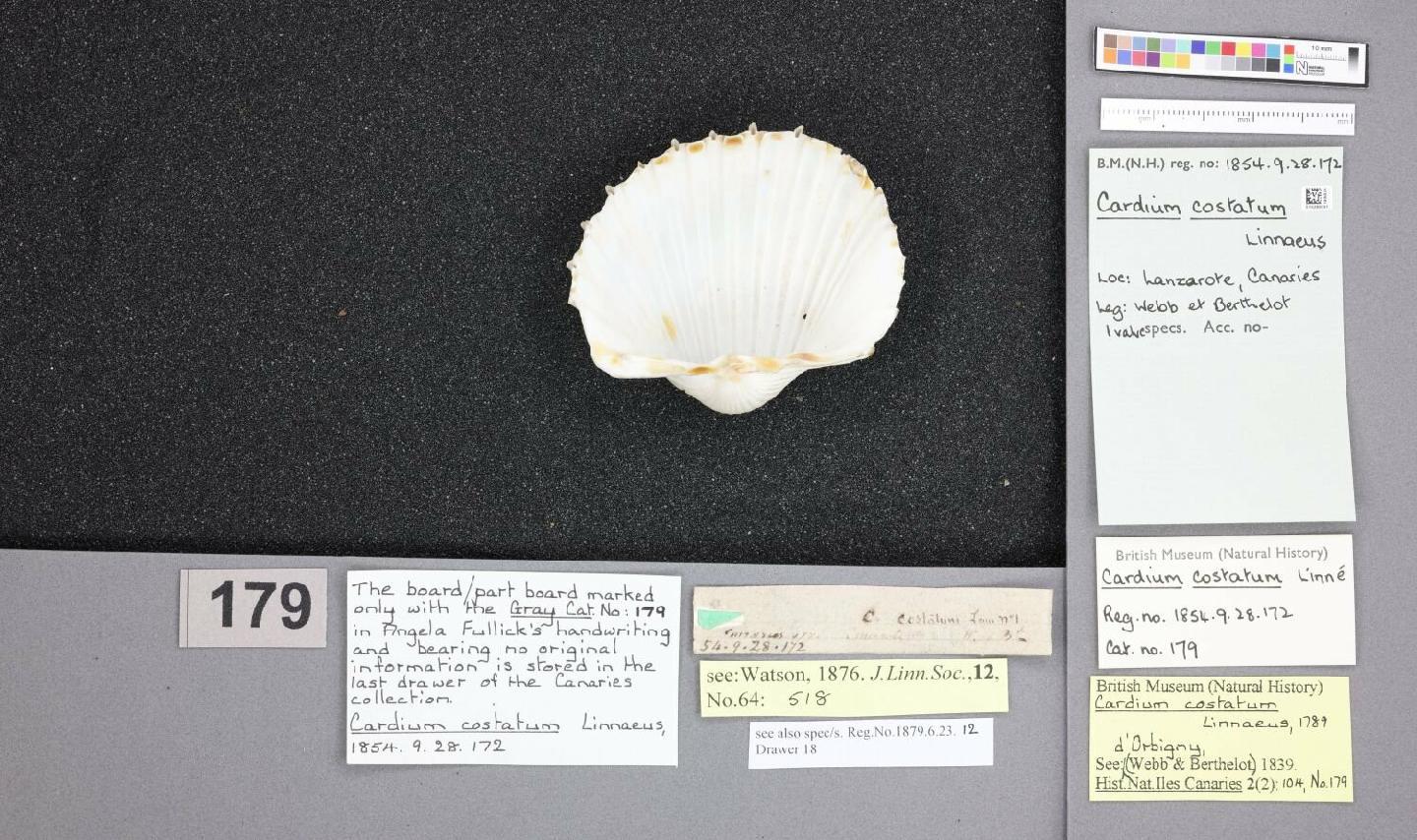 Cardium costatum