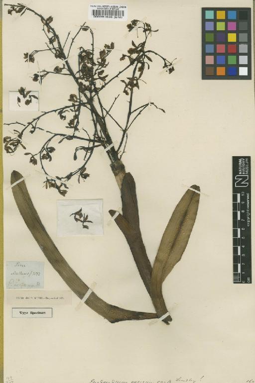 Epidendrum excisum Lindl. - BM000091635