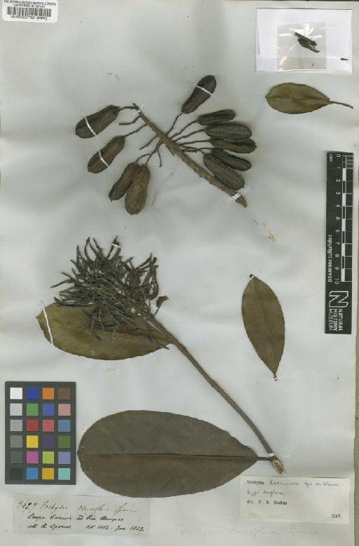 Vochysia densiflora Spruce ex Warm. - BM000566762