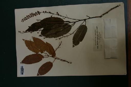 Prunus lusitanica L. - IMGP7054.