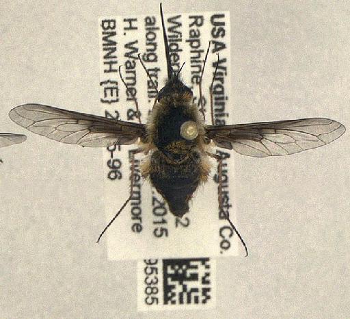 Bombyliidae Latreille, 1802 - Bombyliidae 010095385