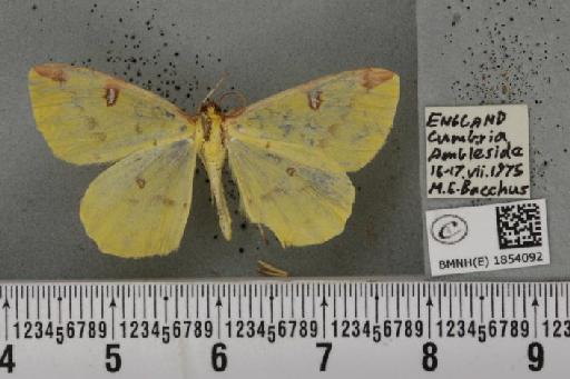 Opisthograptis luteolata (Linnaeus, 1758) - BMNHE_1854092_428003