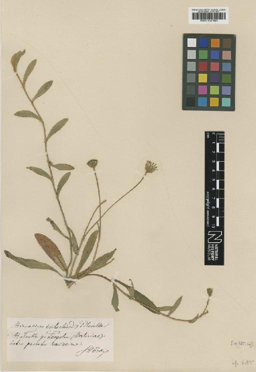 Hieracium rothianum Wallr. - BM001047945