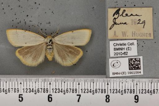 Cybosia mesomella (Linnaeus, 1758) - BMNHE_1661084_284767