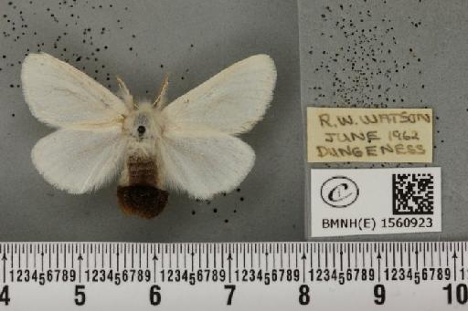 Euproctis chrysorrhoea (Linnaeus, 1758) - BMNHE_1560923_253579