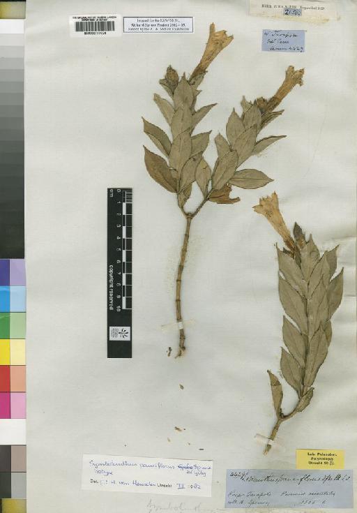 Lisianthius pauciflorus Spruce - Spruce - BM000777325