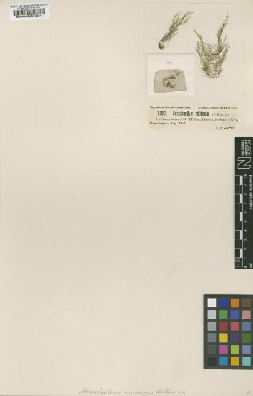 Acrochaetium minimum Collins - BM000569888