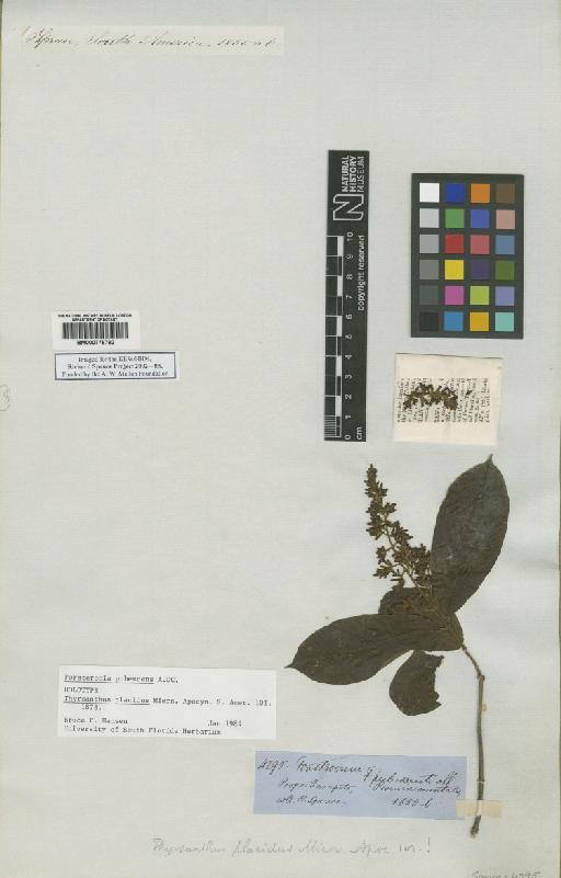 Forsteronia pubescens A.DC. - BM000778782