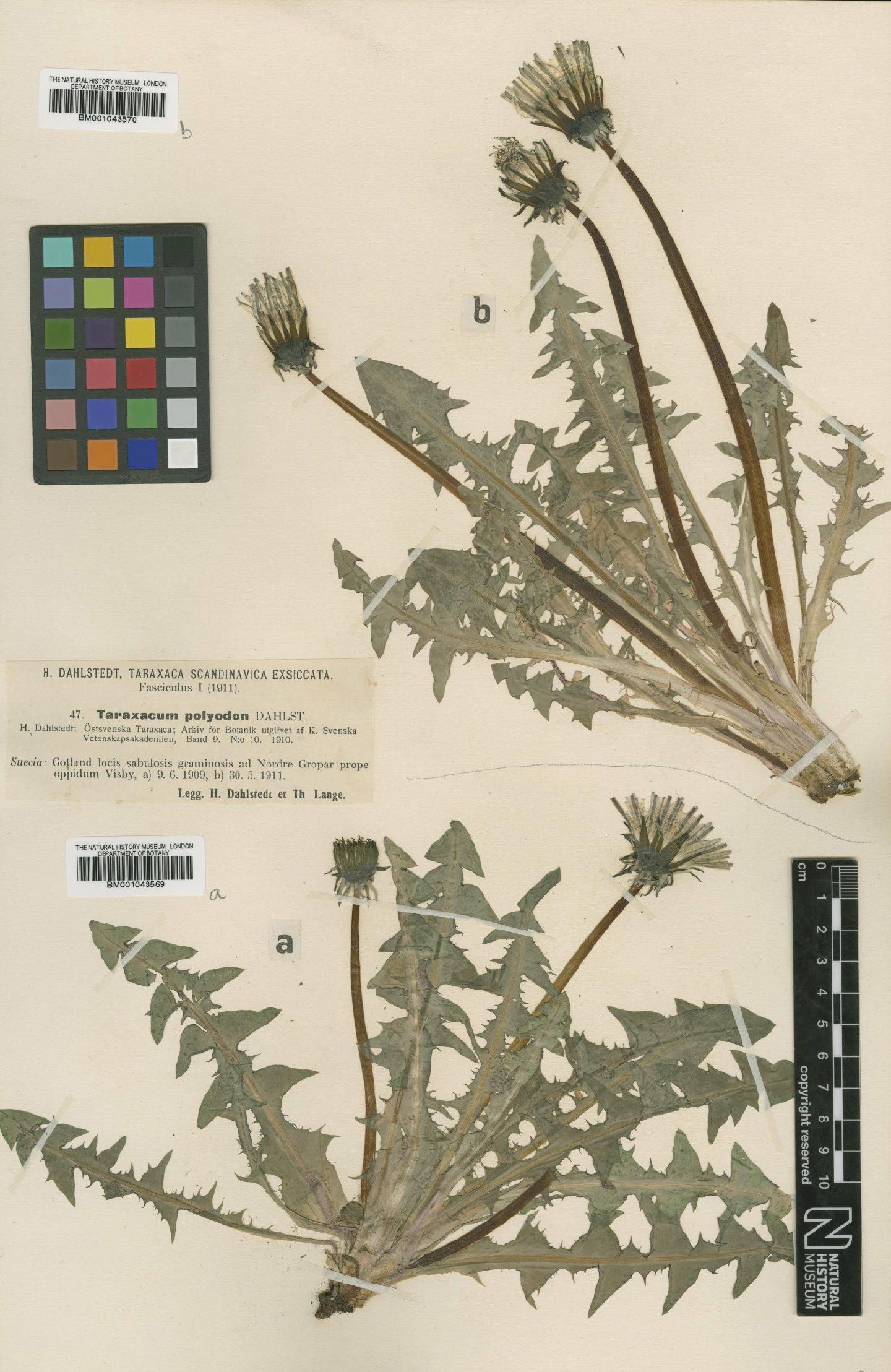To NHMUK collection (Taraxacum polyodon Dahlst.; Type; NHMUK:ecatalogue:2201154)