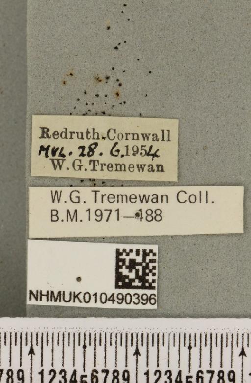 Abrostola triplasia (Linnaeus, 1758) - NHMUK_010490396_label_552777