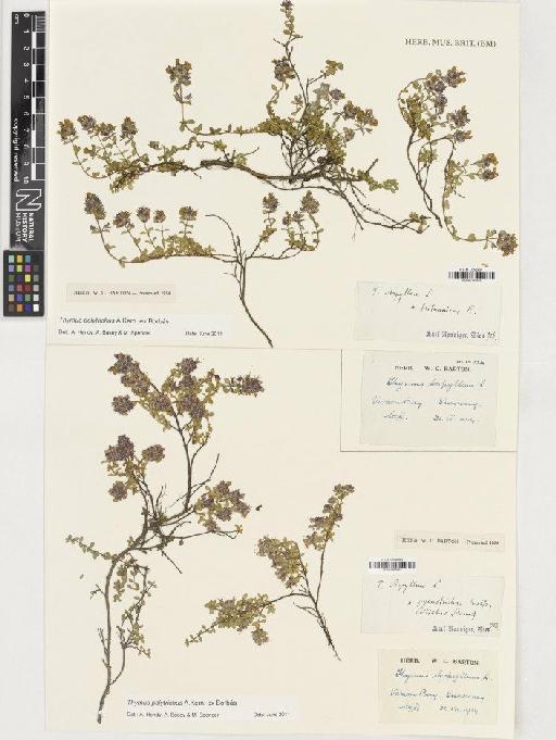 Thymus polytrichus subsp. britannicus (Ronn) Kerguelen - BM001165610