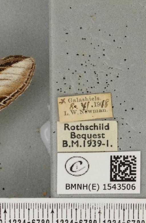 Pheosia tremula (Clerck, 1759) - BMNHE_1543506_label_245584