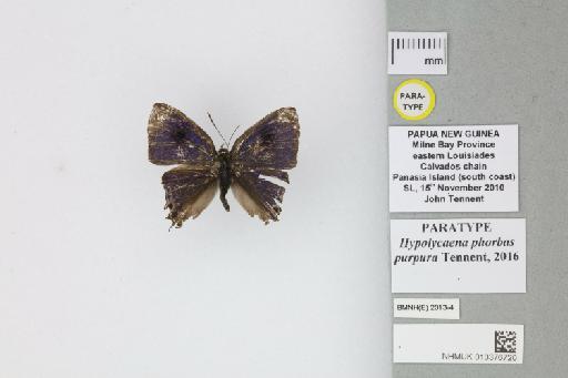 Hypolycaena phorbas purpura Tennent, 2016 - 013376720_Hypolycaena_phorbas_purpura_Tennent_2016_PT