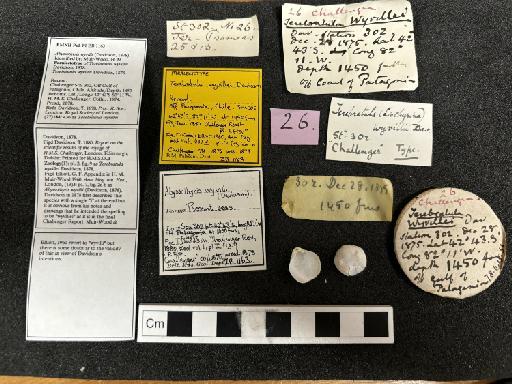 Terebratula wyvilli Davidson, 1878 - ZB 1163