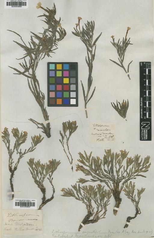 Lithospermum angustifolium Michx. - BM000939637