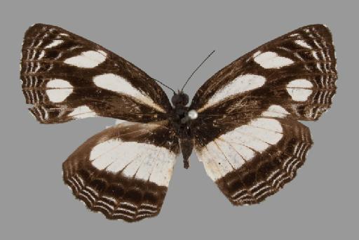 Neptis nicoteles Hewitson - BMNH(E)#1719043_Neptis_nicoteles_Hewitson_holotype_male_dorsal