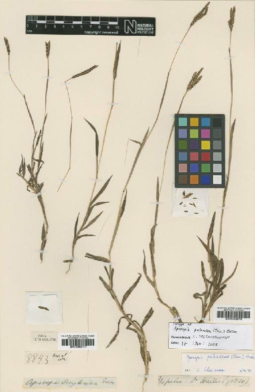 Apocopis paleacea (Trin.) Hochr. - BM000959748