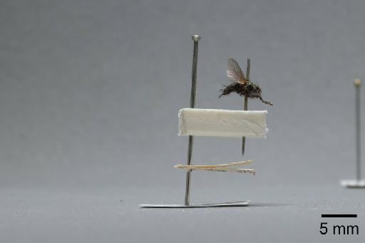 Sarcophaga (Myorhina) nigriventris Meigen, 1826 - 015092064_lateral