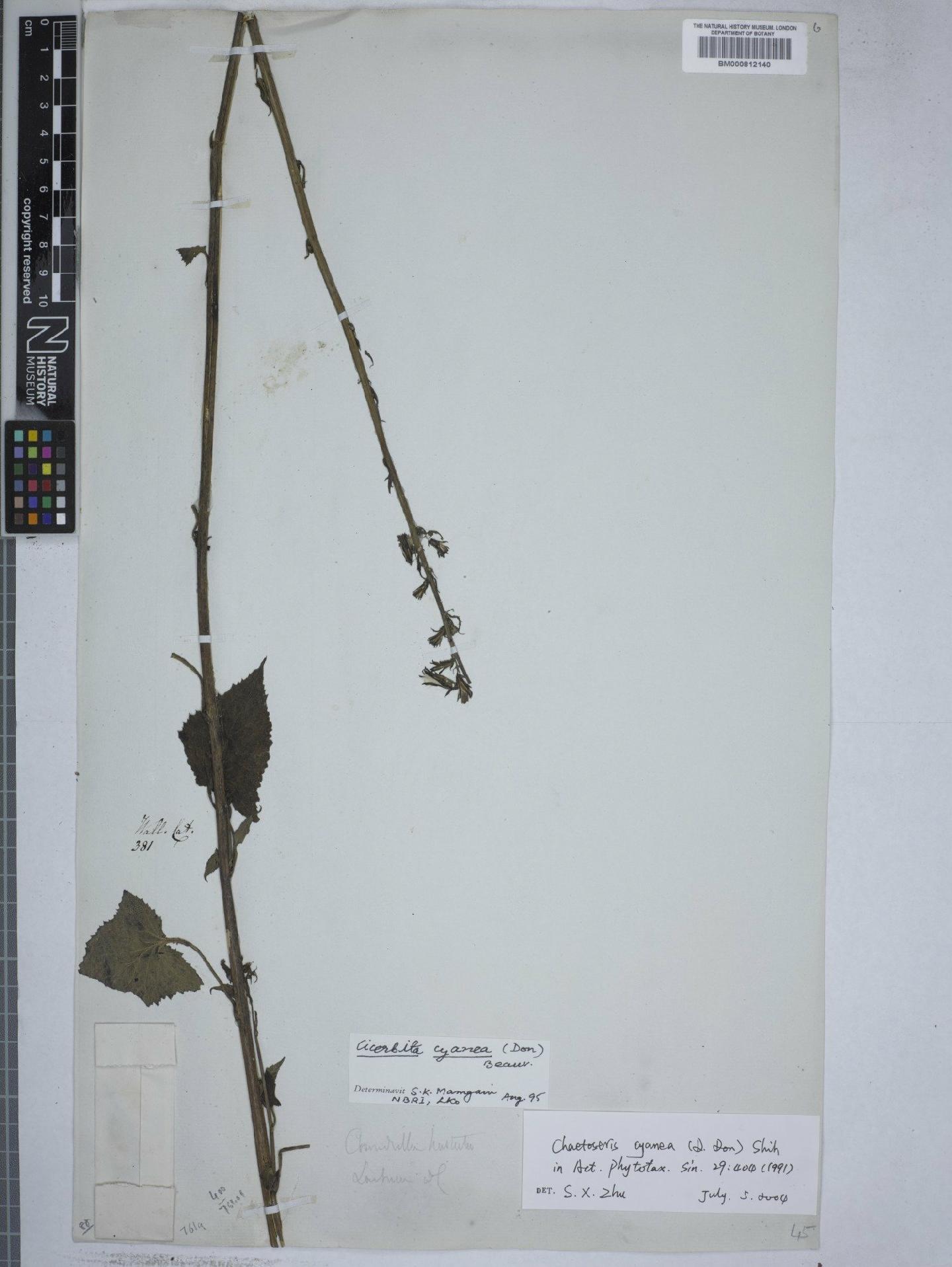 To NHMUK collection (Cicerbita cyanea (D.Don) P.Beauv.; NHMUK:ecatalogue:4976316)