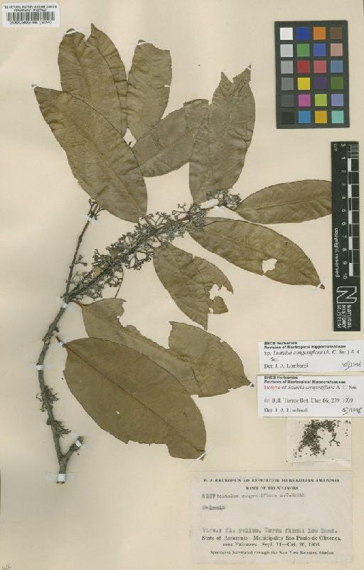 Tontelea congestiflora (A.C.Sm.) A.C.Sm. - BM000080346