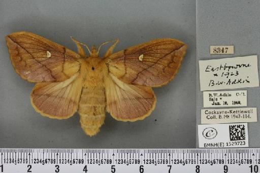 Euthrix potatoria ab. extrema Tutt, 1902 - BMNHE_1529723_197212