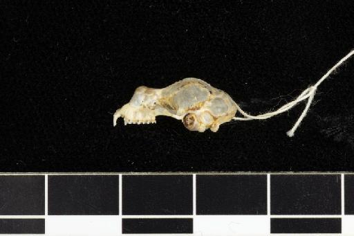 Rhinolophus feae Andersen, 1907 - 1907_1_9_16-Rhinolophus_feae-Syntype-Skull-lateral