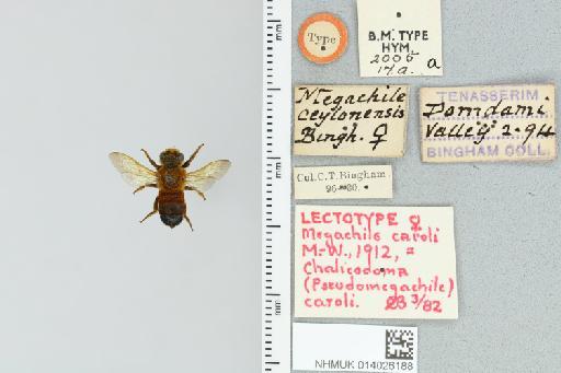Chalicodoma ceylonica Bingham, C.T., 1897 - 014026188_835598_1629391-
