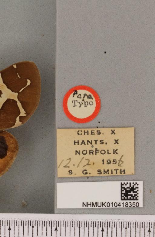 Arctia caja (Linnaeus, 1758) - NHMUK_010418350_label_531001