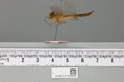 Brachythemis wilsoni Pinhey, 1952 - 011253406_lateral