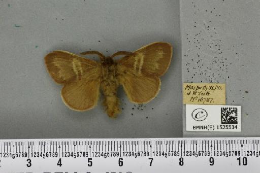 Macrothylacia rubi (Linnaeus, 1758) - BMNHE_1525534_196266