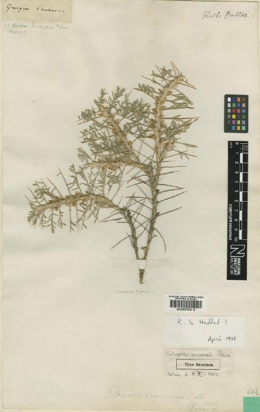 Astragalus caucasicus Pall. - BM000751015