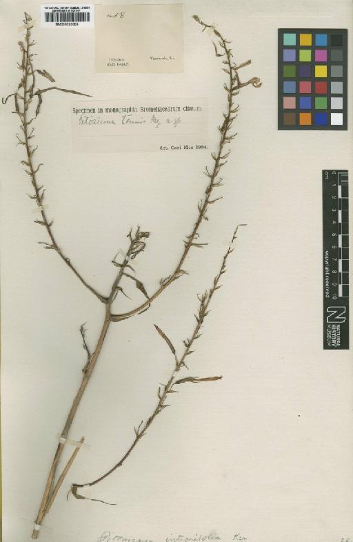 Pitcairnia integrifolia Ker Gawl. - BM000923893