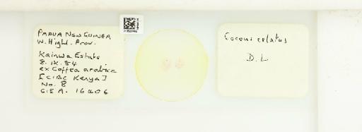 Coccus celatus De Lotto, 1960 - 013529442_117372_1098000_157772_NonType_1_1_1_1_1