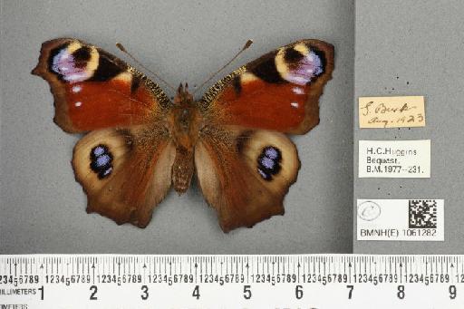 Aglais io (Linnaeus, 1758) - BMNHE_1061282_21789