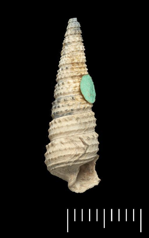 Ptychopotamides vagus (Solander in Brander, 1766) - OR 43555 (3)