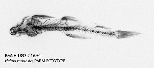 Helgia modesta Vinciguerra, 1890 - BMNH 1893.2.16.50, Helgia modesta, PARALECTOTYPE, Radiograph