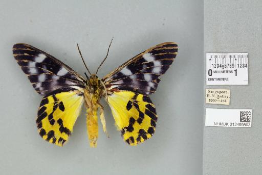 Dysphania discalis (Walker, 1854) - 012499803_reverse