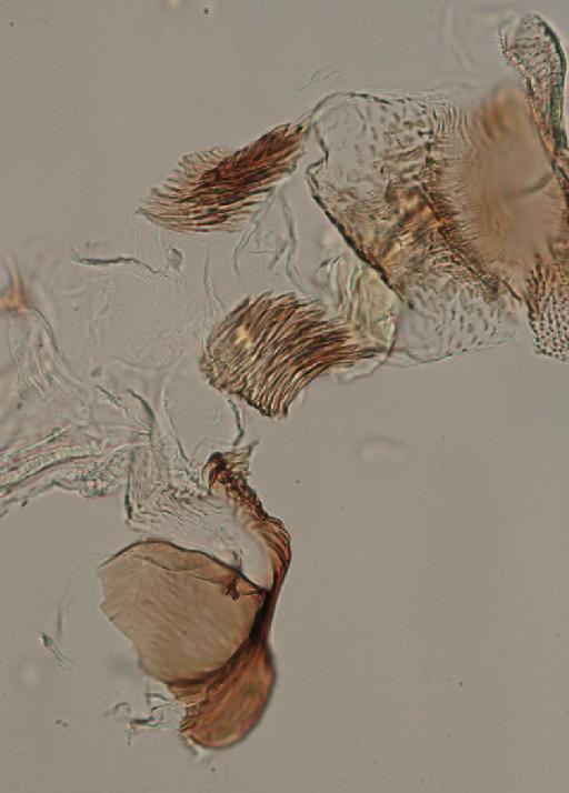 Simulium (Trichodagmia) solarii species group Tarsatum Stone, 1948 - 010195842_S_solari_Paratype_male_paramere