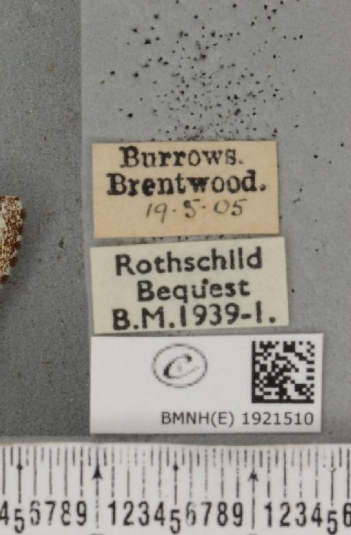 Ematurga atomaria (Linnaeus, 1758) - BMNHE_1921510_label_486826