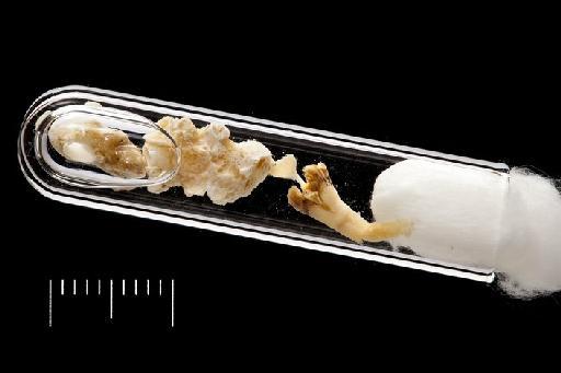 Sclerostyla semiannulata Hove, 1973 - Polychaete type specimen; Serpullidae; 1971.229