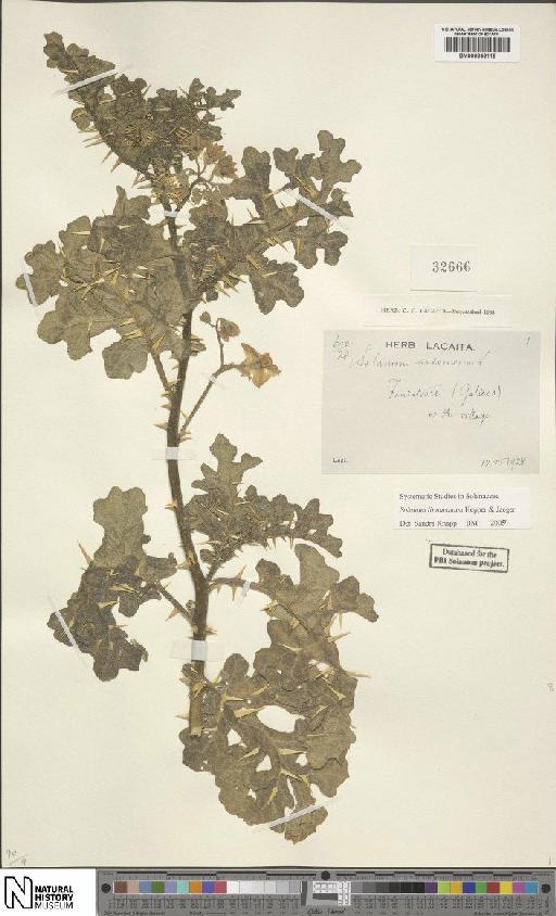 Solanum linnaeanum Hepper & P.-M.L.Jaeger - BM000846118