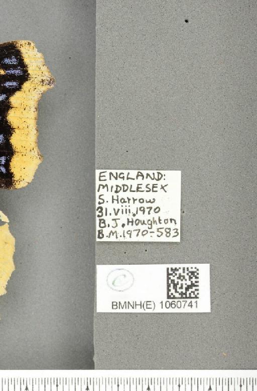 Nymphalis antiopa (Linnaeus, 1758) - BMNHE_1060741_label_21102