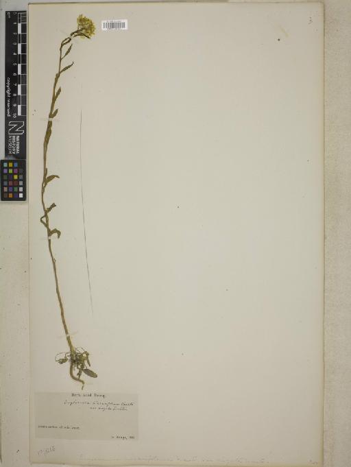 Erysimum hieracifolium L. - BM001241902