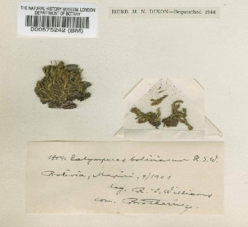 Calymperes bolivianum R.S.Williams - BM000575242