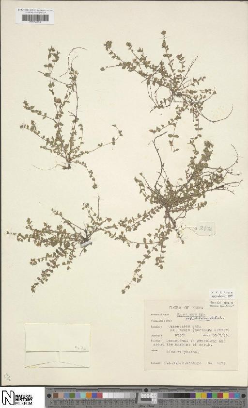 Hypericum peplidifolium A.Rich. - BM001205048