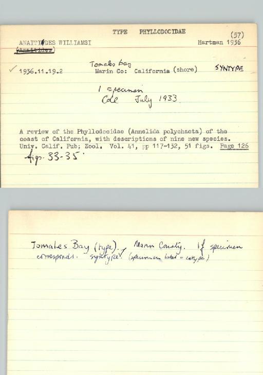 Anaitides williamsi Hartman, 1936 - Poychaeta_Type_0054-combined