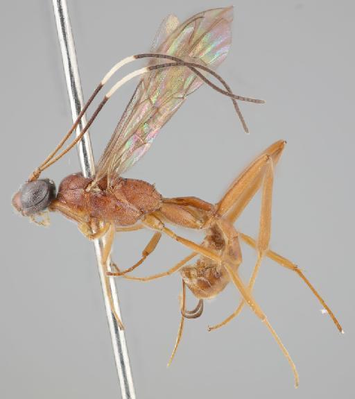Zagryphus zulaya Gauld, I.D., 1997 - 015215525_Zagryphus_zulaya_paratype_lateral